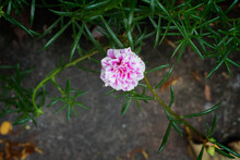 Pink Flower Beautiful Blooming Flower Light Pink  , Blurry Flower , Soft Selective Focus