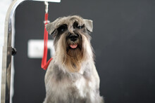 Portrait Of A Black And Silver Miniature Schnauzer On A Black Background