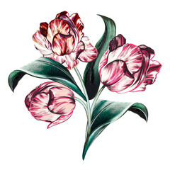 Poster - Hand drawn vector tulip in vintage botanical style for design
