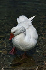 Wall Mural - Vertical shot of a white goose in a pond