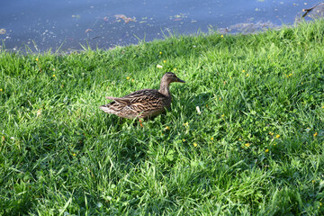 Poster - Closeup shot of grey duck on grass