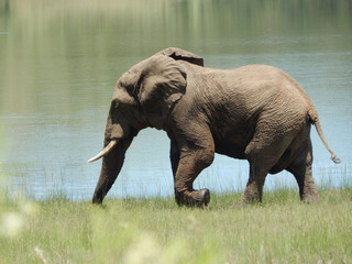 Sticker - View of a mighty elephant in a field