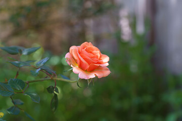 Poster - Shallow focus shot of a beautiful pink rose