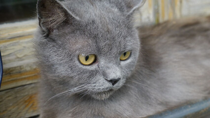 Closeup shot of a gray British Shorthair cat with green eyes