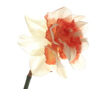 Daffodil Replete Against A White Background Close Up, Netherlands