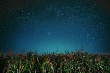 Wall Mural - Milky way galaxy Night Starry Sky Above corn Field maize Plantation. Natural Glowing Stars Above Rural Landscape. Agricultural Landscape under Starry Sky