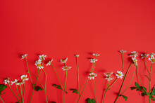 Flowers On A Red Bright Background. Daisies On A Red Background With Space For Copyspace.