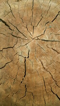 Close-up Dried Out And Cracked Tree Trunk Abstract Texture Of A Cracked Tree, Texture Heartwood Background. Wood Texture For Background.
