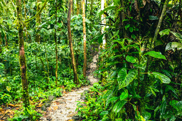 Poster - Ecuador Tropical Rainforest. Hiking trail in Amazon Cloud Forest. Jungle path to Hola Vida Waterfall. Puyo, Ecuador. South America.