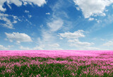 Fototapeta Krajobraz - Spring flower field