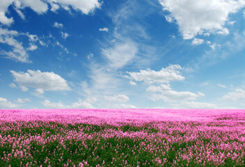 spring flower field