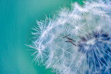 Fototapeta Dmuchawce - Closeup of dandelion with blurred background, artistic nature closeup. Spring summer meadow field banner. Beautiful relaxing macro photo, sunny spring summer nature flora. Artistic natural texture