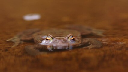 Poster - Frog swims in the murky water of a pond in close-up.