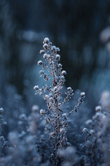 Frosty plants during winter