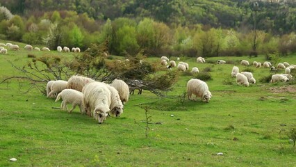 Sticker - Footage of the sheep grazing in the green field in early spring.