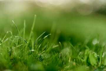 Wall Mural - Green grass leaves in close-up, mock up and copy space