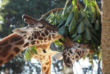 Giraffes Feeding On Leaves