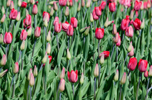 Many Blooming Red Tulips Grow Outside In Spring. Background, Texture