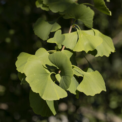 Sticker - Feuillage de Gingko biloba	