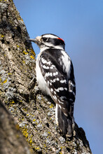 Male Downy Woodpecker Looking For Food On An Early Spring Morning