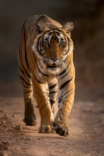 A Young Tigress Walks On A Safari Trail At Zone 4 In Ranthambhore National Park, Rajasthan, India