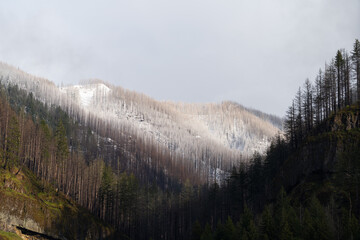 Wall Mural - Snowfall on trees in the Cascade Range of Oregon