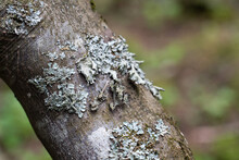 Lichens Growing On Tree Bark