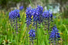 Armenian Grape Hyacinth, Blue Flowers Of Muscari Armeniacum
