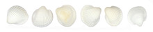 Sea Scallop Shells, Isolated White Background.