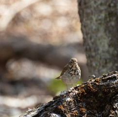 Wall Mural - A Hermit Thrush (Catharus guttatus) in the forest vegetation in springtime
