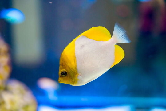 Closeup shot of small fish in the aquarium