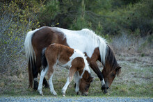 Horse And Foal - Assateague Island, Maryland