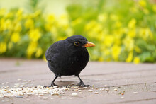 Closeup Photo Of A Blackbird Eating Seeds On The Terrace In A Garden
