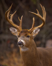 Vertical Portrait Of A Male Deer In A Forest