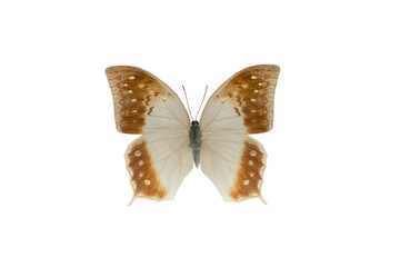 Sticker -  butterfly (charaxes fulvescens) isolated