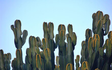 View Of Cactus Plant Against A Blue Sky On A Sunny Day In Palmitos Park, Los Palmitos, Spain.