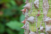 Closeup Of A Tree Trunk With Thorns In A Park