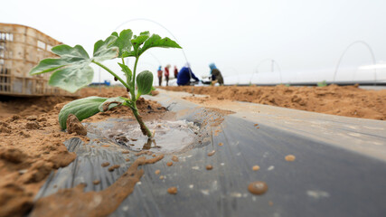 Wall Mural - farmers plant watermelon seedlings on a farm, North China