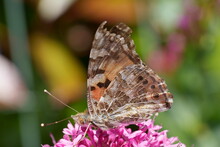 Papillon Vanesse Des Chardons