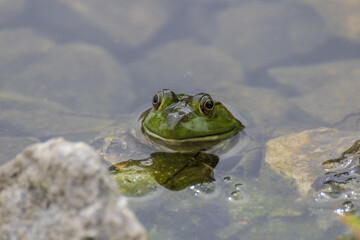 Poster - Closeup shot of a frog on a mossy lake