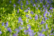Selective Focus Shot Of Common Bluebells (Hyacinthoides Non-scripte) In A Field