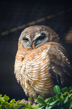 Vertical Shot Of A Sleeping Owl