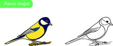Parus Major, Titmouse Vector Drawing Coloring Book. Outline For Decorating A Bird. Transparent Background. Urban Fauna. A Yellow And Blue Little Bird Sits On A Branch. EPS10