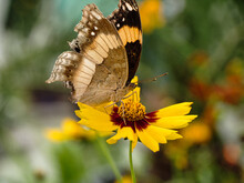 Macro Shot Of A Beautiful Butterfly Sipping Nectar From A Yellow Flower Against A Blurred Background