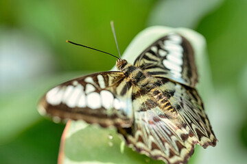 Sticker - Closeup of a butterfly on a leaf in a garden