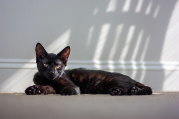 Poster - Cute dark brown domestic cat with long sharp ears lying on the floor at home under the sunlight