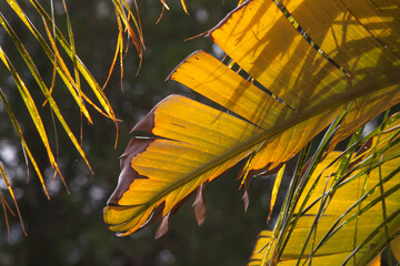 Closeup of yellow palm leaves with silhouettes