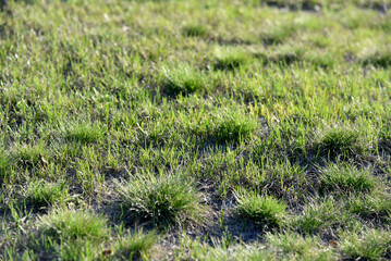 Wall Mural - Green spring grass in the garden in the sunlight