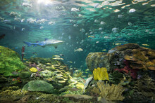 Closeup Shot Of A Beautiful Aquarium In Toronto, Canada