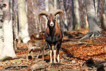 Beautiful shot of a mouflon in a forest during the day